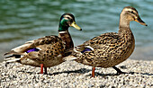  A pair of mallards at Walchensee in June 2024 