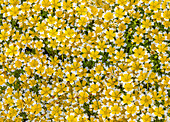 Spiegeleiblume (Limnanthes douglasii), Sumpfblume, Blumenteppich, Hintergrundbild