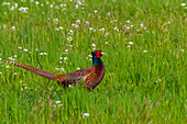  Pheasant (Phasianus cochicus), male, in the Harmoos nature reserve, southern Bavaria, Germany 