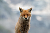  Red fox (Vulpes vulpes) in the evening light near Weisssee, Hohe Tauern National Park, Salzburg, Austria 