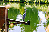 Graureiher (Ardea cinerea, Fischreiher) am Canal de la Marne au Rhin (Rhein-Marne-Kanal) in Strasbourg im Département Bas-Rhin in der Region Grand Est im Elsass (Alsace) in Frankreich