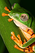  Tigergestreifter Laubfrosch, Callimedusa tomopterna, Regenwald, Napo-Flussbecken, Amazonas, Ecuador, Amerika 