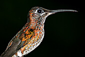 Hummingbird, Maquipucuna Cloud Forest Reserve, Pichincha Province, Ecuador, America