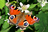 European Peacock Butterfly, Aglais io, Guadarrama National Park, Segovia, Castilla y León, Spain, Europe 