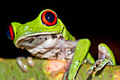 Red-eyed Tree Frog, Agalychnis callidryas, Tropical Rainforest, Corcovado National Park, Osa Conservation Area, Osa Peninsula, Costa Rica, Central America, America