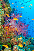 Coral Reef Underwater Landscape, Red Sea, Egypt