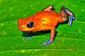 Dart Poison Frog, Blue Jeans, Oophaga pumilio, Dendrobates pumilio,Tropical Rainforest, Costa Rica, Central America, America