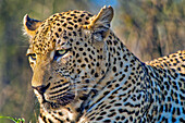 Leopard, Panthera pardus, Kruger National Park, South Africa, Africa