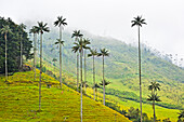 Berglandschaft im Nebel im Valle de Cocora, bei Solento, Hochtal in den Anden, Departement Quindío, Kolumbien, Südamerika