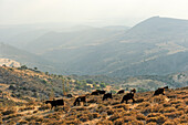 Landschaft der Akamas-Halbinsel um Drousia, auch Drouseia, Droushia, Bezirk Paphos, Zypern, östliches Mittelmeer