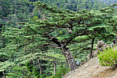 Cedar Valley,Troodos mountains,Cyprus,Eastern Mediterranean Sea