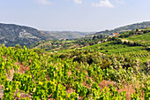 Weinberge rund um Omodos,  Bezirk Limassol, Troodos-Gebirge, Zypern, östliches Mittelmeer