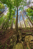 Bottomup, Baum, Wald, Tal, Ilsetal, Ilsenburg, Harz, Sachsen-Anhalt, Deutschland, Europa