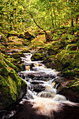 Wald, Wasser, Fluss, Wasserfall, Tal, Ilsetal, Ilsenburg, Harz, Sachsen-Anhalt, Deutschland, Europa