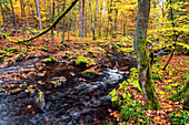 Wald, Wasser, Fluss, Kalte Bode, Elendstal, Elend, Harz, Sachsen-Anhalt, Deutschland, Europa