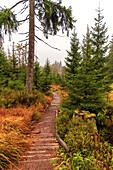  path, trail, hiking trail, moor, tree, forest, Sonnenberg, Harz, Lower Saxony, Germany, Europe 