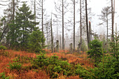  moor, fog, mood, tree, forest, Sonnenberg, Harz, Lower Saxony, Germany, Europe 