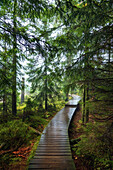 Wanderweg, Weg, Pfad, Regen, Nebel, Oderteich, Harz, Niedersachsen, Deutschland, Europa