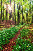  sun, hill, forest, wild garlic, blossom, garlic, DÃ¼na, Harz, Lower Saxony, Germany, Europe 