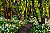  Hiking trail, forest, wild garlic, Eckertal, Bad Harzburg, low mountain range, Harz, Lower Saxony, Germany, Europe 