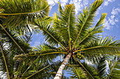 Blick nach oben in eine Kokospalme, (Cocos nucifera), Trou aux Biches, Pamplemousses, Insel Mauritius, Indischer Ozean