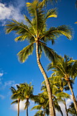 Kokospalmen vor blauem Himmel im Royal Palms Beachcomber Luxury Resorts, Grand Baie, Rivière du Rempart, Insel Mauritius, Indischer Ozean