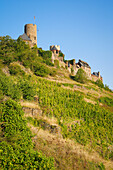  View up to Thurant Castle, Alken, Mosel, Rhineland-Palatinate, Germany 