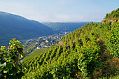  Morning fog in the Moselle valley, Winningen, Moselle valley, Rhineland-Palatinate, Germany, Europe 