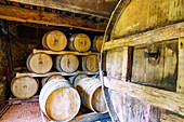 Holzfässer mit Cidre in der Cidrerie des Manoir de Grandouet bei Cambremer im Pays d'Auge im Département Calvados in der Region Normandie in Frankreich