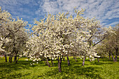 Orchard in Kolomenskoye Museum Reserve with apple trees (Malus domestica) in blossom in spring. Moscow, Russia.