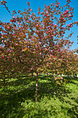  Niedzwetzkys Apfelbaum (Malus niedzwetzkyana) in Blüte. Museumsreservat Kolomenskoje, Moskau, Russland. 