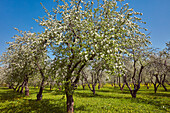 Orchard in Kolomenskoye Museum Reserve with apple trees (Malus domestica) in blossom in spring. Moscow, Russia.