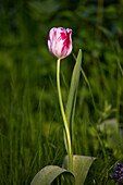 Unopened red and white striped tulip flower grows in allotment garden.