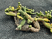  Opuntia, cactus, Lanzarote, Spain 