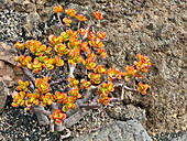  Thickleaf, Jardin de Cactuś, Lanzarote, Spain 