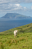 Curious cows in a natural pasture on Flores with Corvo island in the background, Azores islands, Portugal.