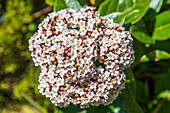 Lorbeerblättrige Schneeball (Viburnum tinus), blühend, Vegetation auf der Insel Flores, Azoren, Portugal