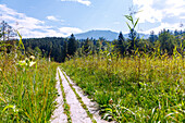  Wooden footbridges through the wetland on the Samerberger Filze hiking trail at Brenkengraben near Törwang am Samerberg in Chiemgau in Upper Bavaria in Germany 