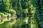  Hortillonnages (floating gardens), boat tour through the water labyrinth of allotment gardens in Amiens in the Somme department in the Hauts-de-France region of France 