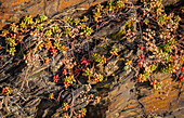 Mauer im Weinberg, Detail, Moseltal, Rheinland-Pfalz, Deutschland, Europa