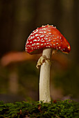 Fliegenpilz im Herbstwald, Bayern, Deutschland