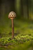  Parasol mushroom in autumn forest, Bavaria, Germany 