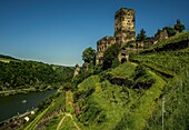 Blick vom Gutenfelssteig über einen Weinberg auf Burg Gutenfels und das Rheintal, Oberes Mittelrheintal, Rheinland-Pfalz, Deutschland