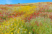  Wilde Blumen blühen, Cattolica Eraclea, Agrigento Bezirk, Sizilien, Italien 