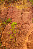 Ockerlehrpfad im ehemaligen Ockersteinbruch bei Roussillon, Département Vaucluse; Provence-Alpes-Côte d’Azur, Frankreich.