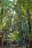 Wald, Französisch-Guayana, Überseedepartement Frankreichs