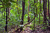 Wandern im Wald, Französisch-Guayana, Überseedepartement Frankreichs