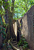 Baum zwischen zerstörten Zellen einer Strafkolonie auf der Ile Saint-Joseph, Iles du Salut (Inseln der Erlösung), Französisch-Guayana, Überseedepartement Frankreichs