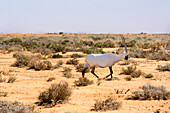  Arabische Oryxantilope (Oryx leucoryx) wieder eingeführt im Shaumeri Wildlife Reserve, Jordanien, Naher Osten, südliche Levante, Westasien 