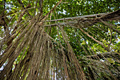 Long aerial roots hang down from a big Banyan tree. Sacred Monkey Forest Sanctuary, Ubud, Bali, Indonesia.